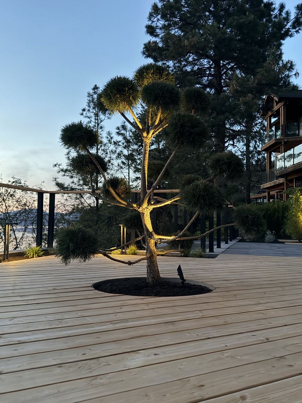 Feature tree uplighting over a cedar deck, KDT Landscaping Kelowna